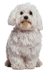 a cute doggy